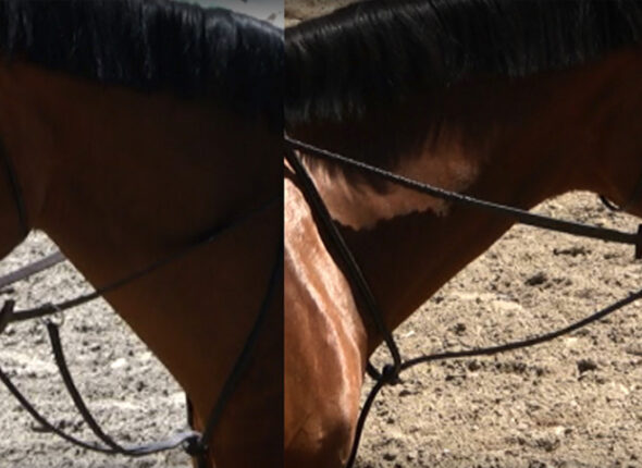 Martingales: Usage and Fitting lesson